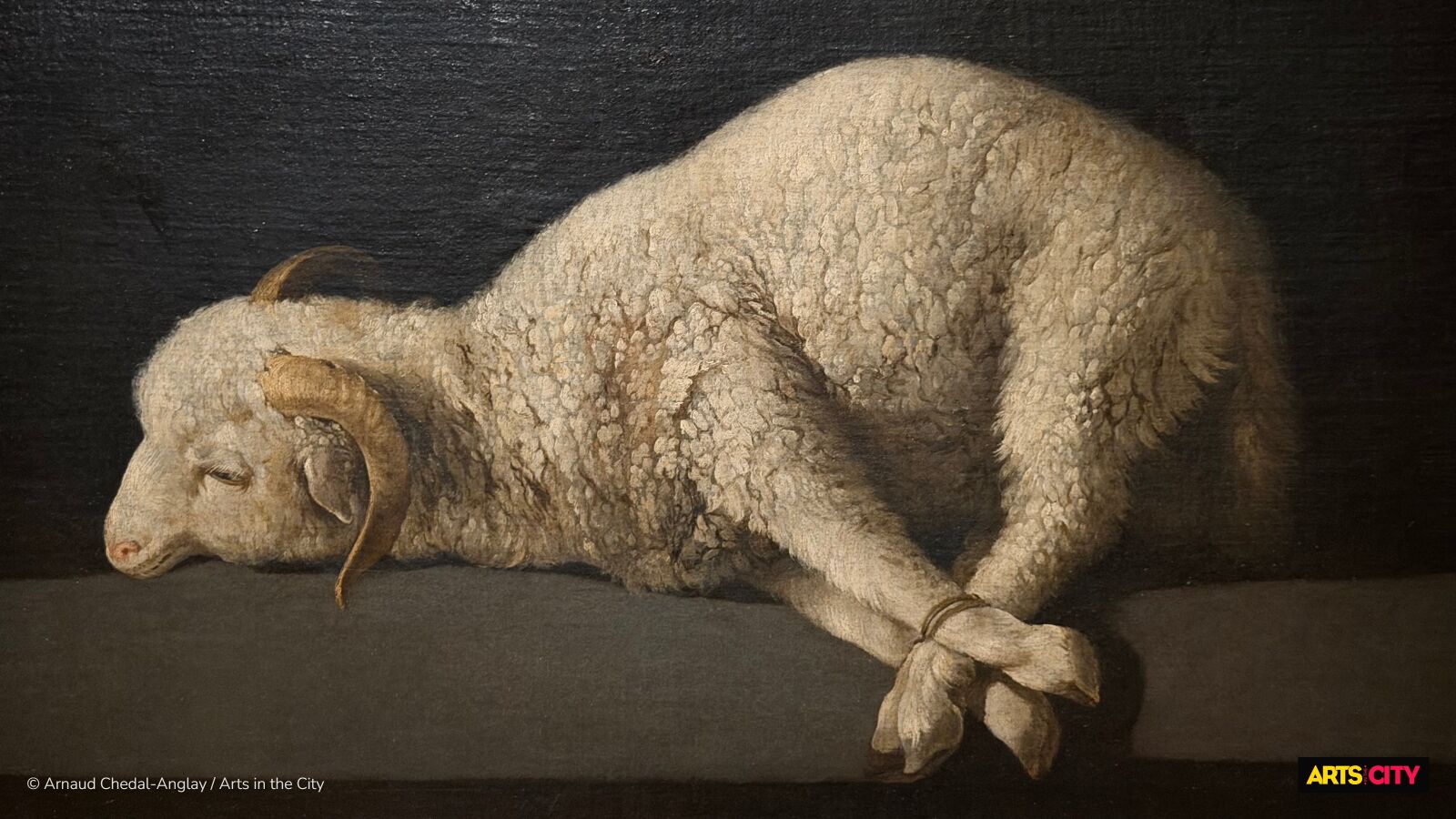 L'Agnus Dei de Zurbarán, agneau aux pattes liées sur fond sombre, exposition Zurbarán au musée du Louvre
